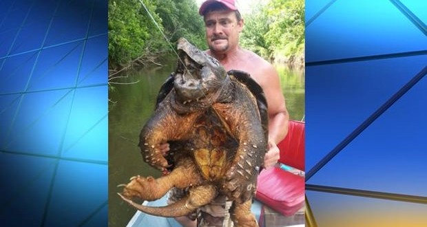 Alligator Snapping Turtle found (Photo)