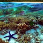 Australia: Great Barrier Reef under threat from water runoff