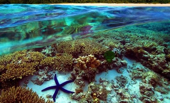 Australia: Great Barrier Reef under threat from water runoff