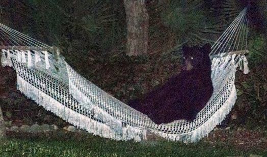 Bear relaxes in hammock