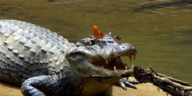 Bee and butterfly drink crocodile tears (Photo – Video)