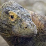 Calgary Zoo to host Five Komodo dragons