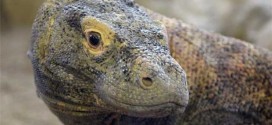 Calgary Zoo to host Five Komodo dragons