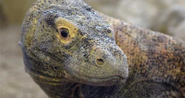 Calgary Zoo to host Five Komodo dragons