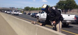 California Highway Patrol Chihuahua
