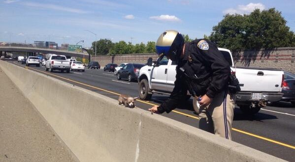 California Highway Patrol Rescued a Chihuahua from a Busy Highway (Video- Photo)