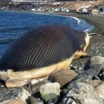 Canada : Beached dead whale stinks up Newfoundland town