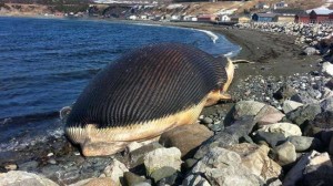 Canada : Beached dead whale stinks up Newfoundland town