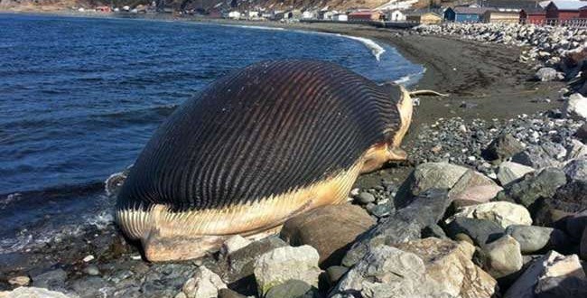 Canada : Beached dead whale stinks up Newfoundland town