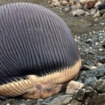 Canada's Exploding Whale Probably Won't Explode