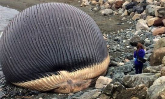 Canada’s Exploding Whale Probably Won’t Explode (Video)