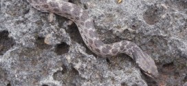 Clarion Nightsnake : Lonely snake rediscovered in footsteps of a legend