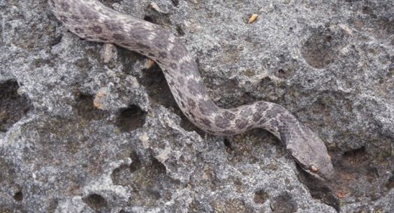 Clarion Nightsnake : Lonely snake rediscovered in footsteps of a legend