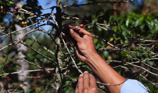Coffee Rust Fungus Raising Prices for High-End Blends, Report