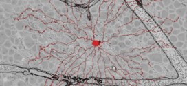 Computer Game Aides Scientist Mapping Eye Nerve Cells