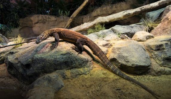 Dragons Return to the Bronx Zoo (Video)