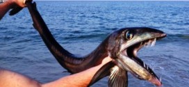 Freaky fish found in Nags Head