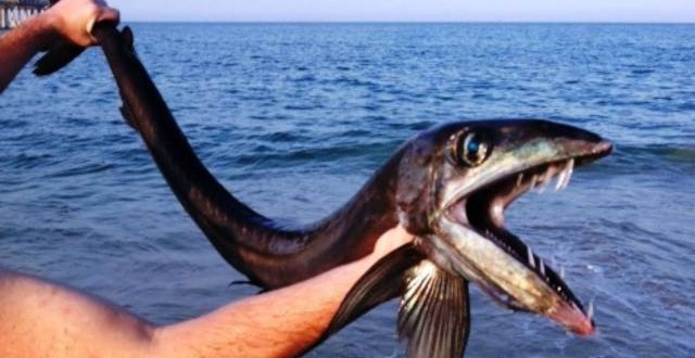 Freaky fish found in Nags Head