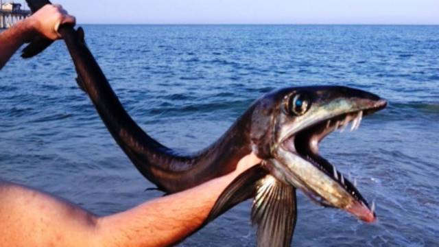 fish heads nags head fish heads nags head