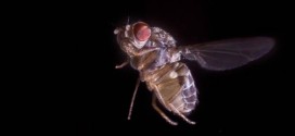 Fruit flies found to “think” before they act, New Study