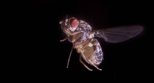 Fruit flies found to “think” before they act, New Study