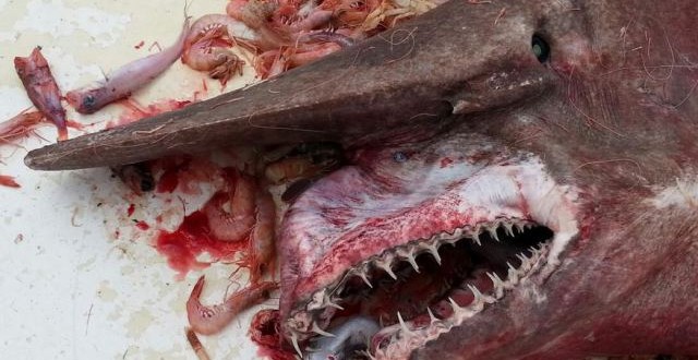 Goblin shark caught off coast of Florida