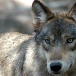 Grey wolf spotted in Iowa and shot dead