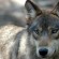 Hunter Kills First Gray Wolf Seen In Iowa In 89 Years, Report