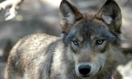 Grey wolf spotted in Iowa and shot dead