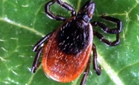 Health Department braces for increase in ticks : Report