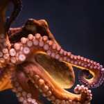 How octopuses don't tie themselves in knots