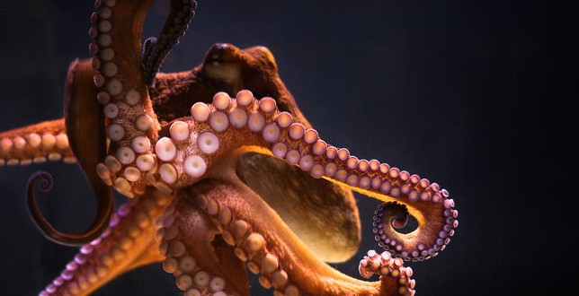 How octopuses don't tie themselves in knots