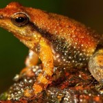 India : 14 new species of frog nicknamed 'dancing' frogs