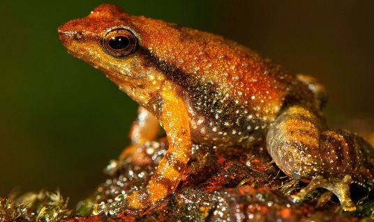 India : 14 new species of frog nicknamed 'dancing' frogs