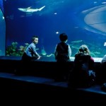 Jane Goodall urges Vancouver Aquarium to end cetacean captivity, Report
