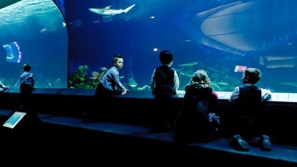 Jane Goodall urges Vancouver Aquarium to end cetacean captivity, Report