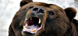 Justin Cardinal : Man survives bear attack in northern Alberta