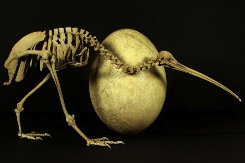 Kiwi DNA reveals 'bizarre' relative, Report