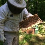 Local beekeepers say numbers down