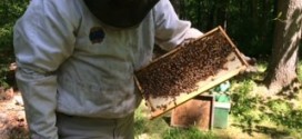 Local beekeepers say numbers down