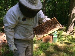 Local beekeepers say numbers down, Report