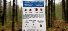 Lyme Disease rages in Northeast, Report