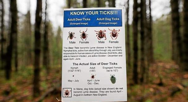 Lyme Disease rages in Northeast, Report
