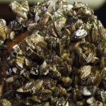 Manitoba : Zebra mussel treatment starts next week
