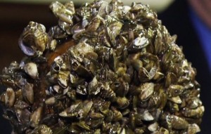 Manitoba : Zebra mussel treatment starts next week