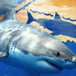 Massachusetts : Cape Cod shark safety flier sparks concerns