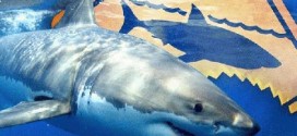 Massachusetts : Cape Cod shark safety flier sparks concerns