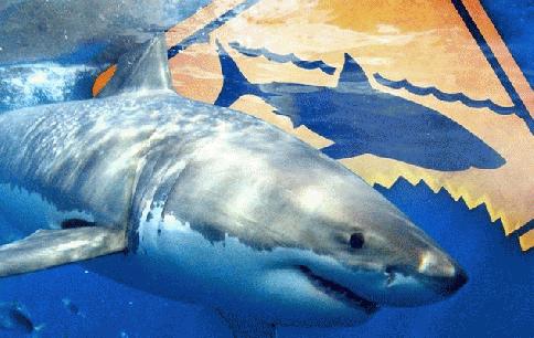 Massachusetts : Cape Cod shark safety flier sparks concerns