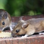 Mice with mohawks lead to autism cure, Study
