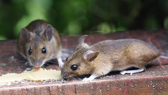 Mice with mohawks lead to autism cure, Study